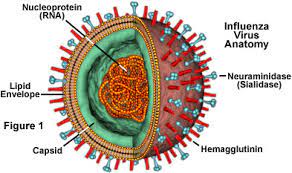 The World Health Organization